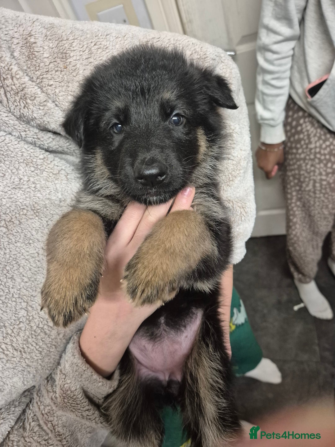 German Shepherd dogs for sale: German shepard puppies - Advert 26