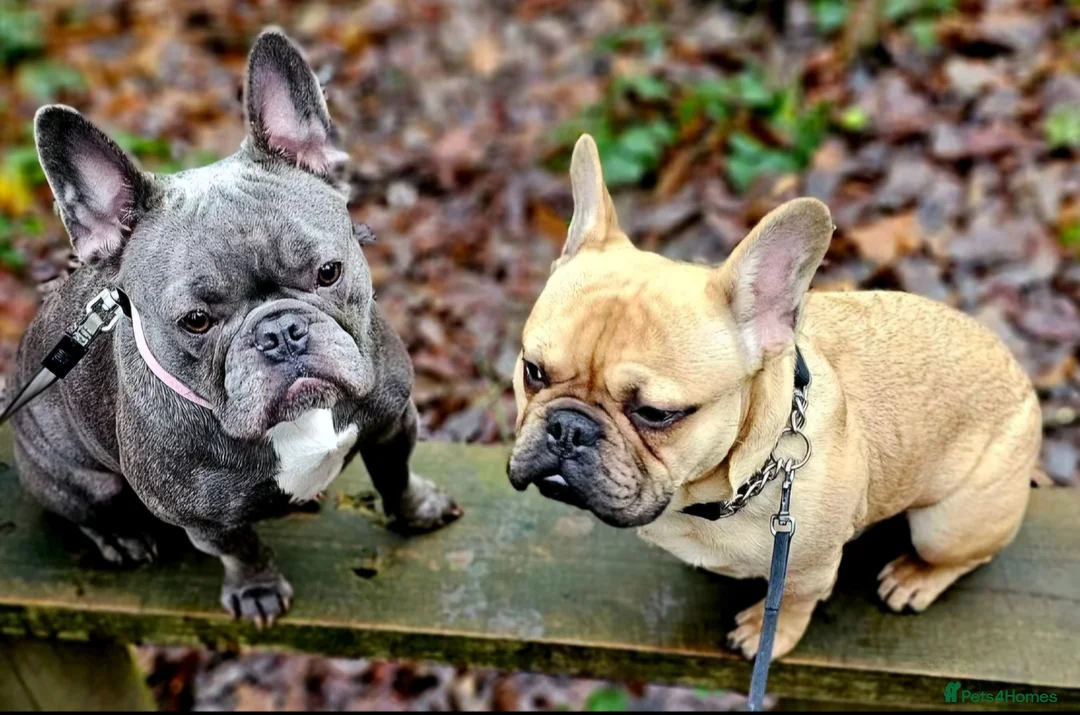 French Bulldog dogs for sale: 2 French Bulldogs For Sale in Nuneaton - Advert 2