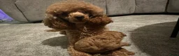 Toy Poodle dogs for sale: 3 year old health tested kc reg female toy poodle - Advert 3