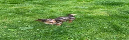 Miniature Dachshund dogs for stud: STUNNING CUPID AVAILABLE AT STUD - Advert 5