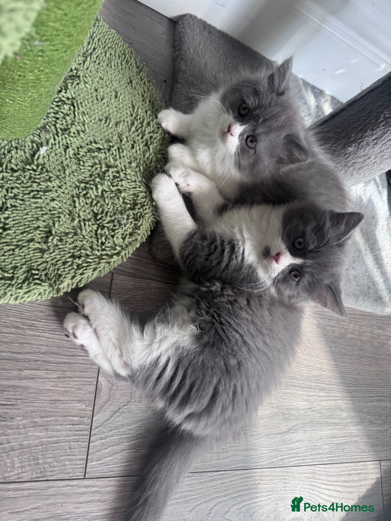 British Longhair cats ✨reduced ✨ chunky British longhair ready now - Advert 1
