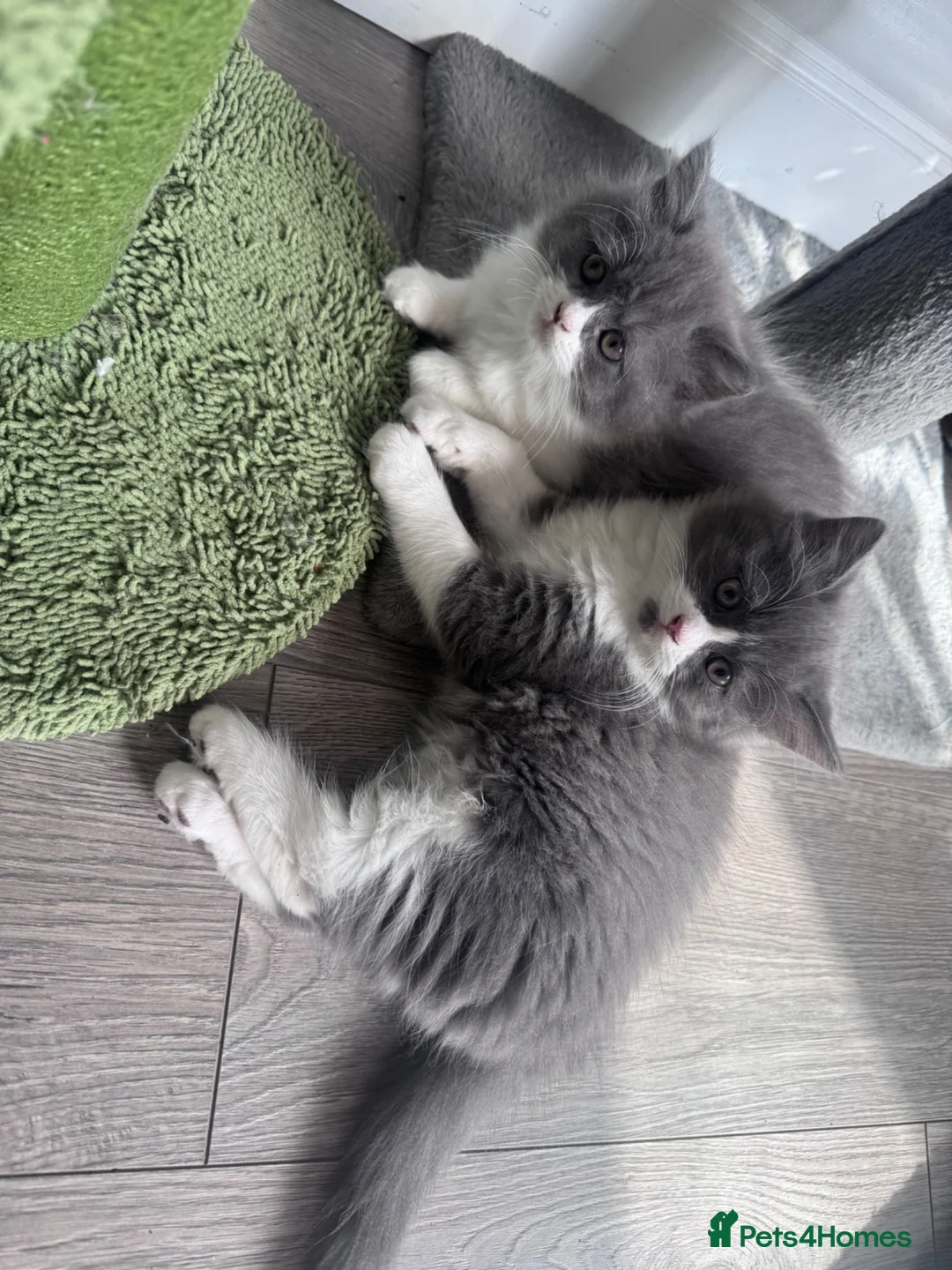 British Longhair cats for sale: ✨British longhair ready now ✨ - Advert 2