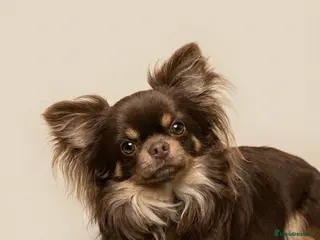 Chihuahua dogs Handsome chocolate/tan longhair Chihuahua for stud - Advert 4