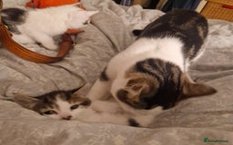 Mixed Breed cats for sale: 2 Tabbie beauties - Image 8