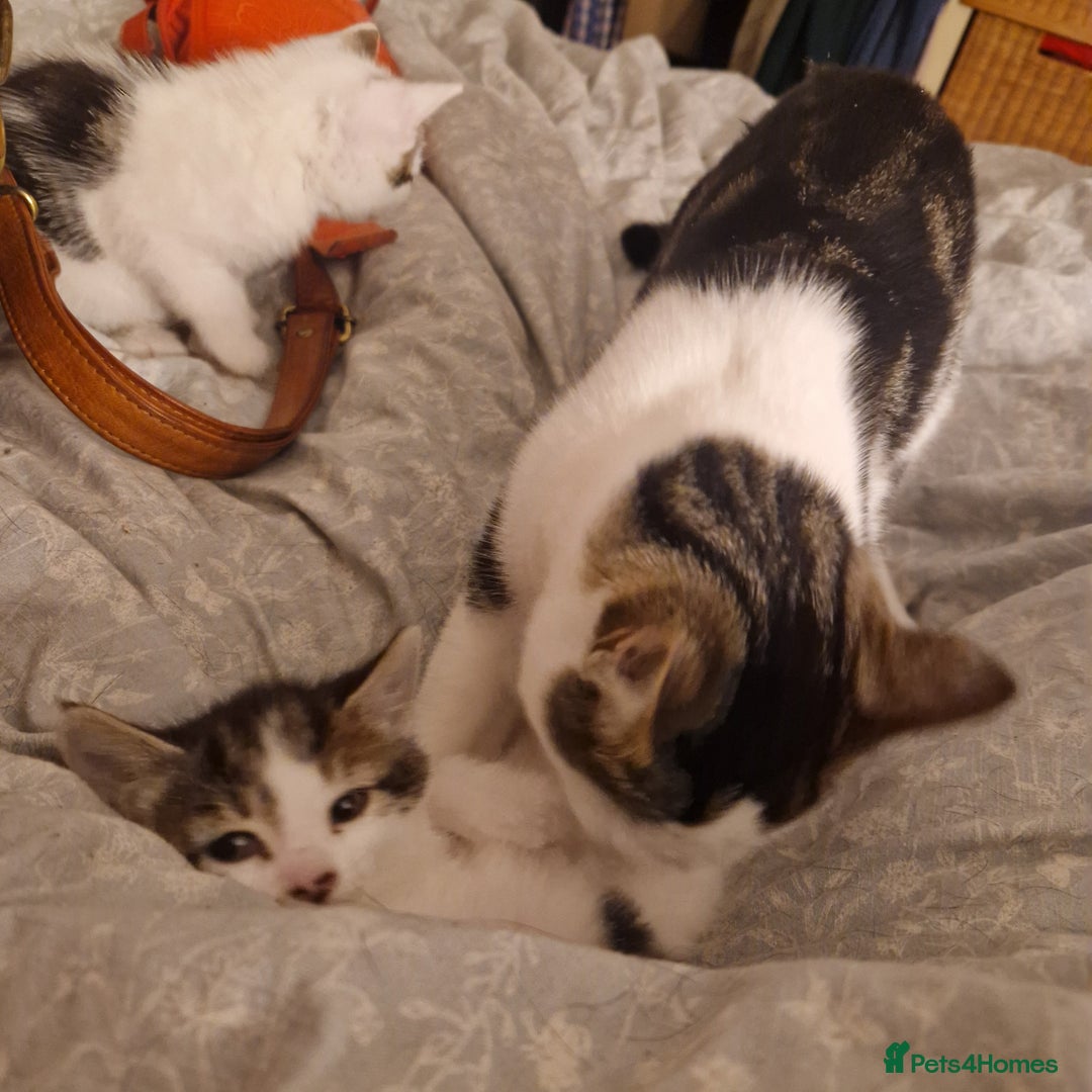 Mixed Breed cats for sale: 2 Tabbie beauties - Image 8