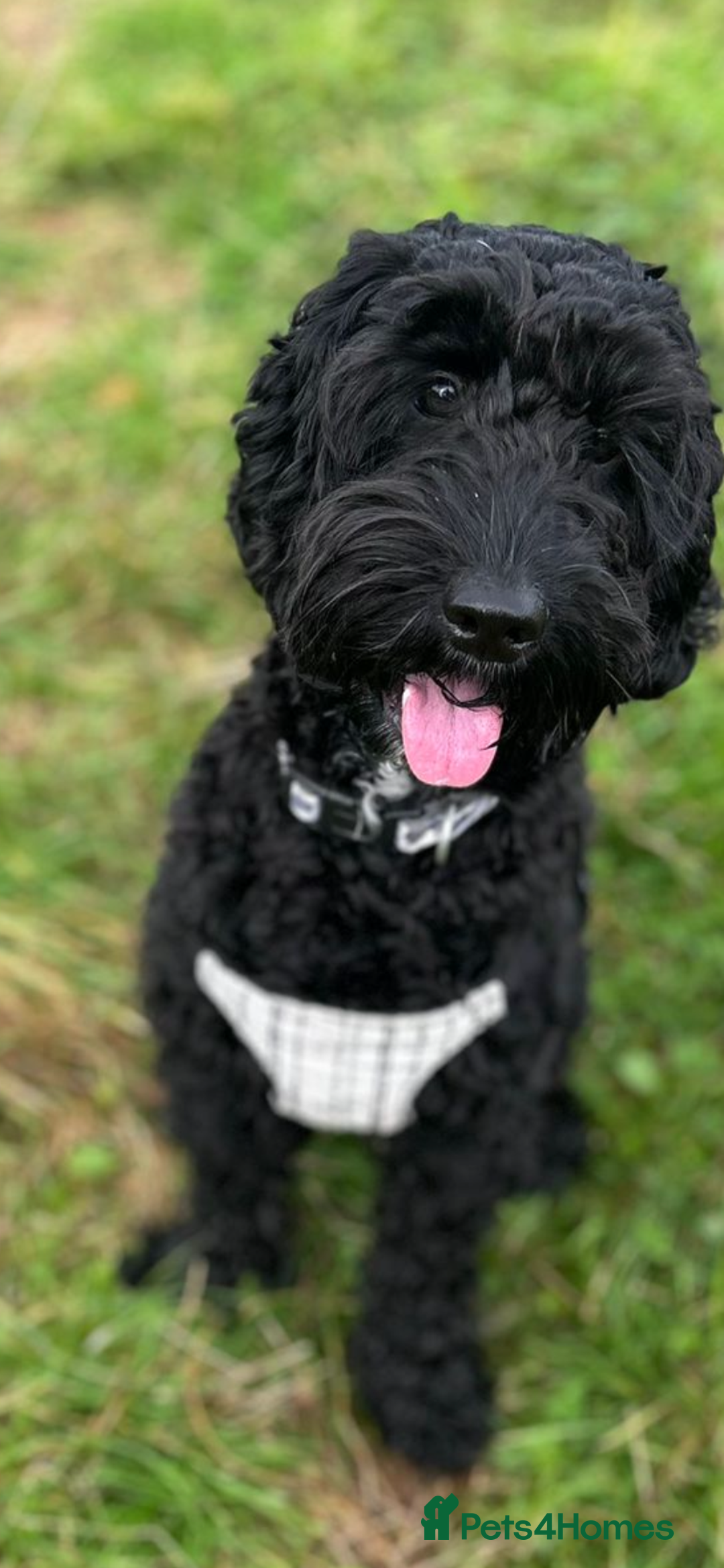 Cockapoo dogs for sale: 🐶F1B COCKAPOOS 5* HEALTHY CHECK🐶 - Image 2