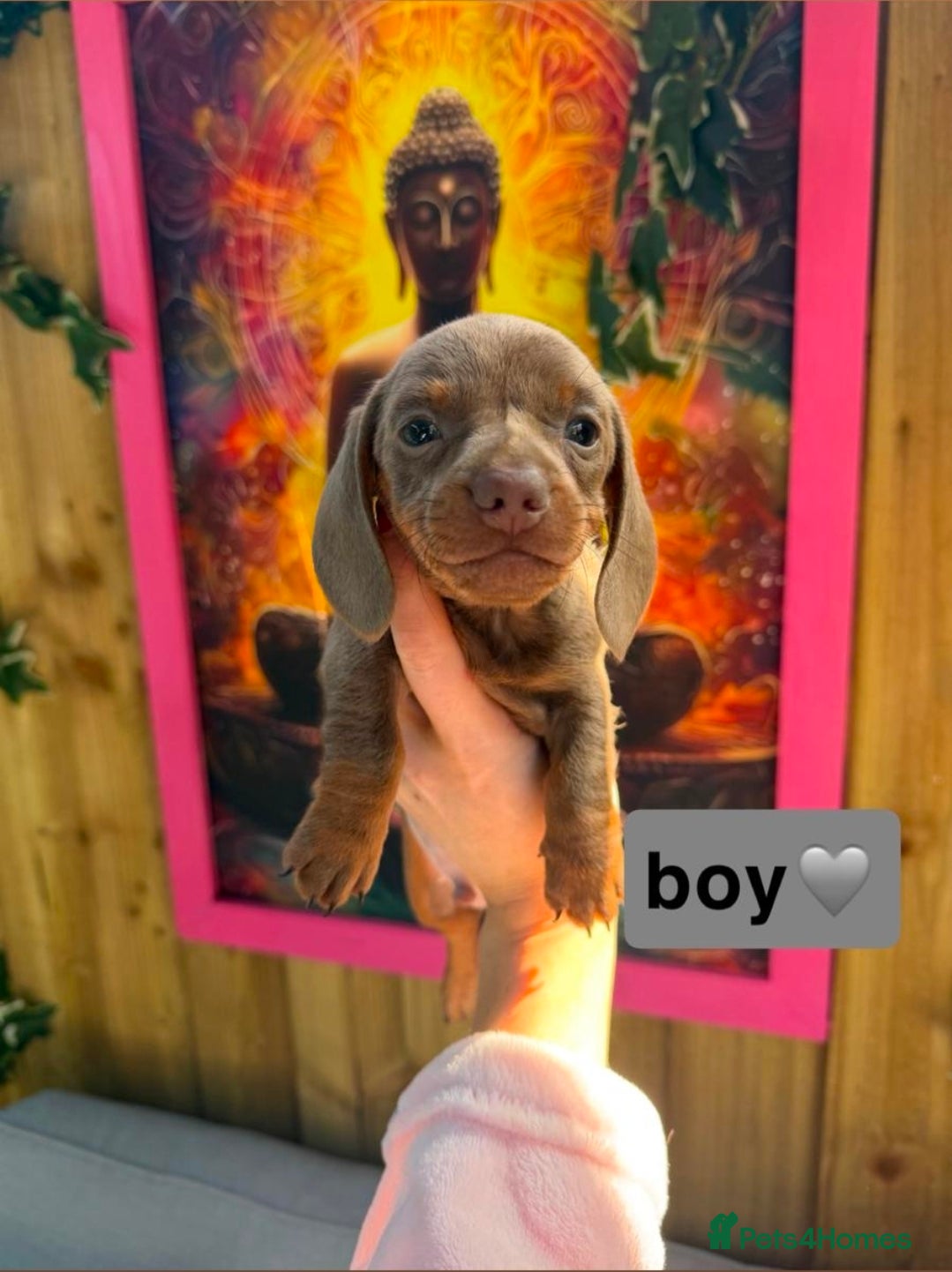 Dachshund dogs Kc registered miniature dachshund puppies - Advert 2