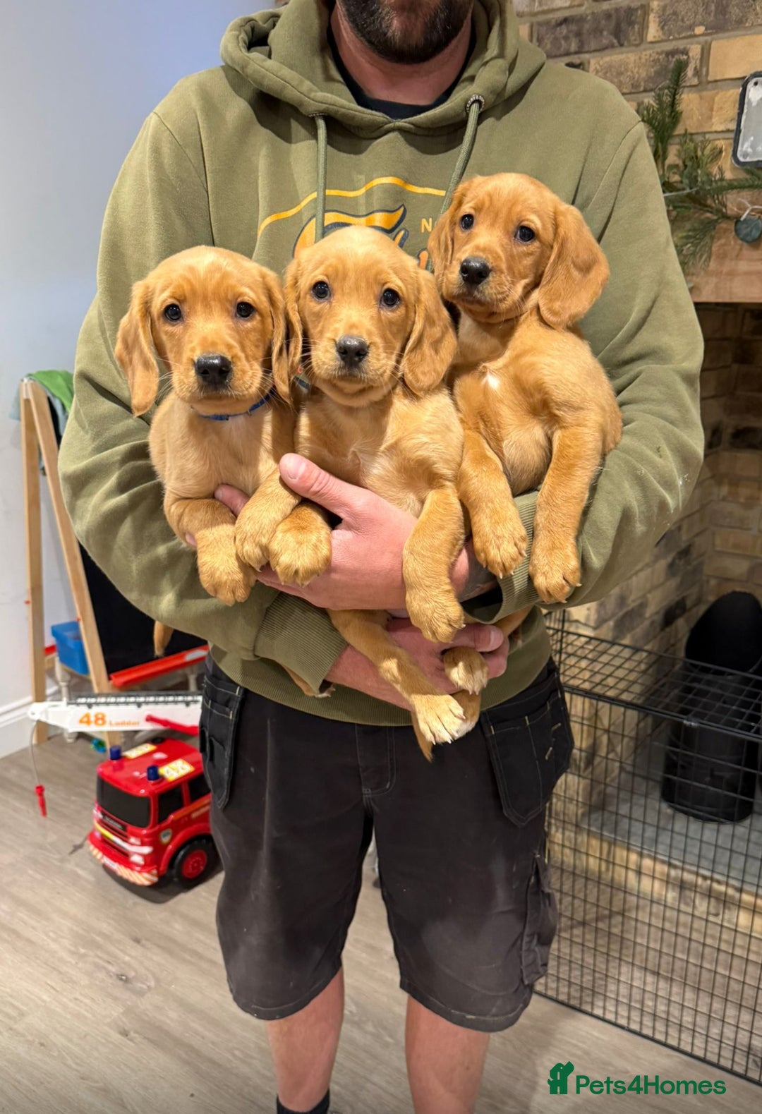 Cockerdor dogs for sale: Fox red cockador  - Image 13