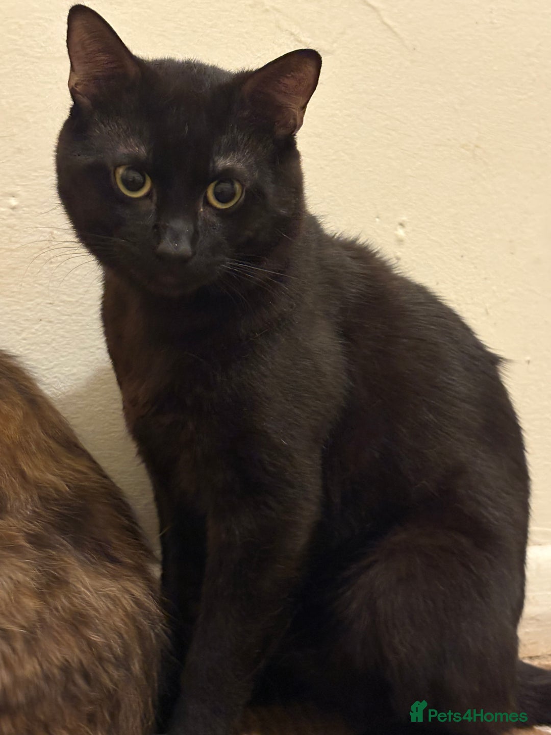 British Shorthair cats for sale: Having to downsize on cats - Image 3