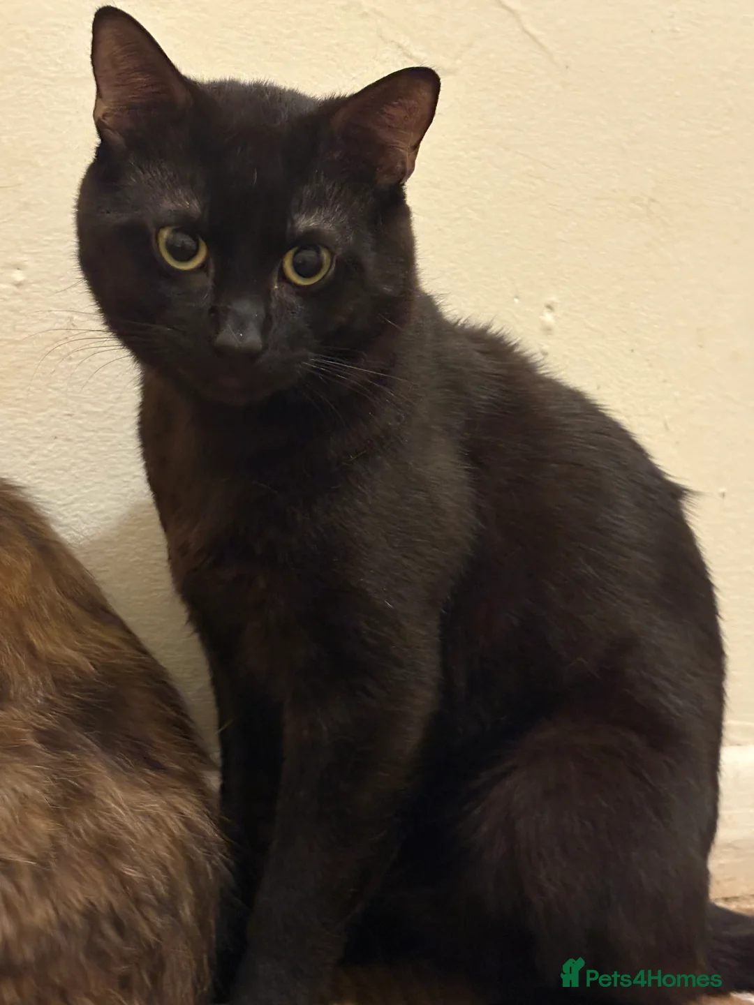 British Shorthair cats for sale: Having to downsize on cats - Advert 1