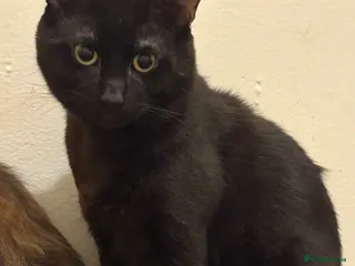 British Shorthair cats Having to downsize on cats - Advert 2