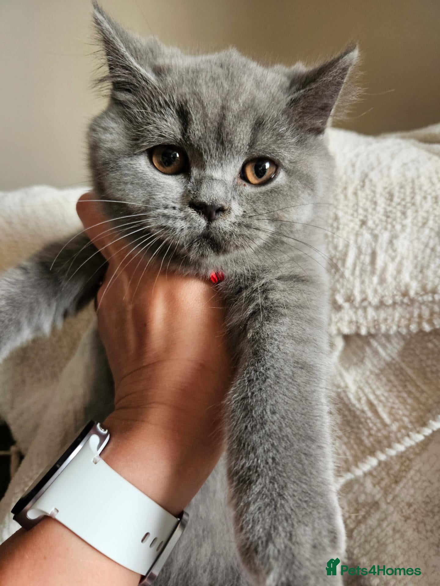 British Shorthair cats Pure Blue British Shorthair Kittens  - Advert 1