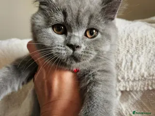 British Shorthair cats Pure Blue British Shorthair Kittens - Advert 1