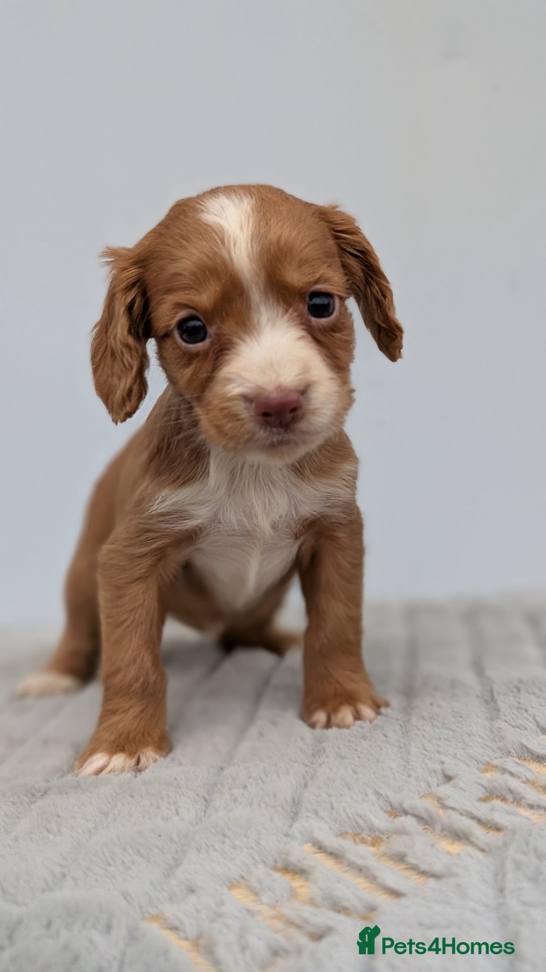Cocker Spaniel dogs for sale: Adorable Working Cocker Puppies - Image 8