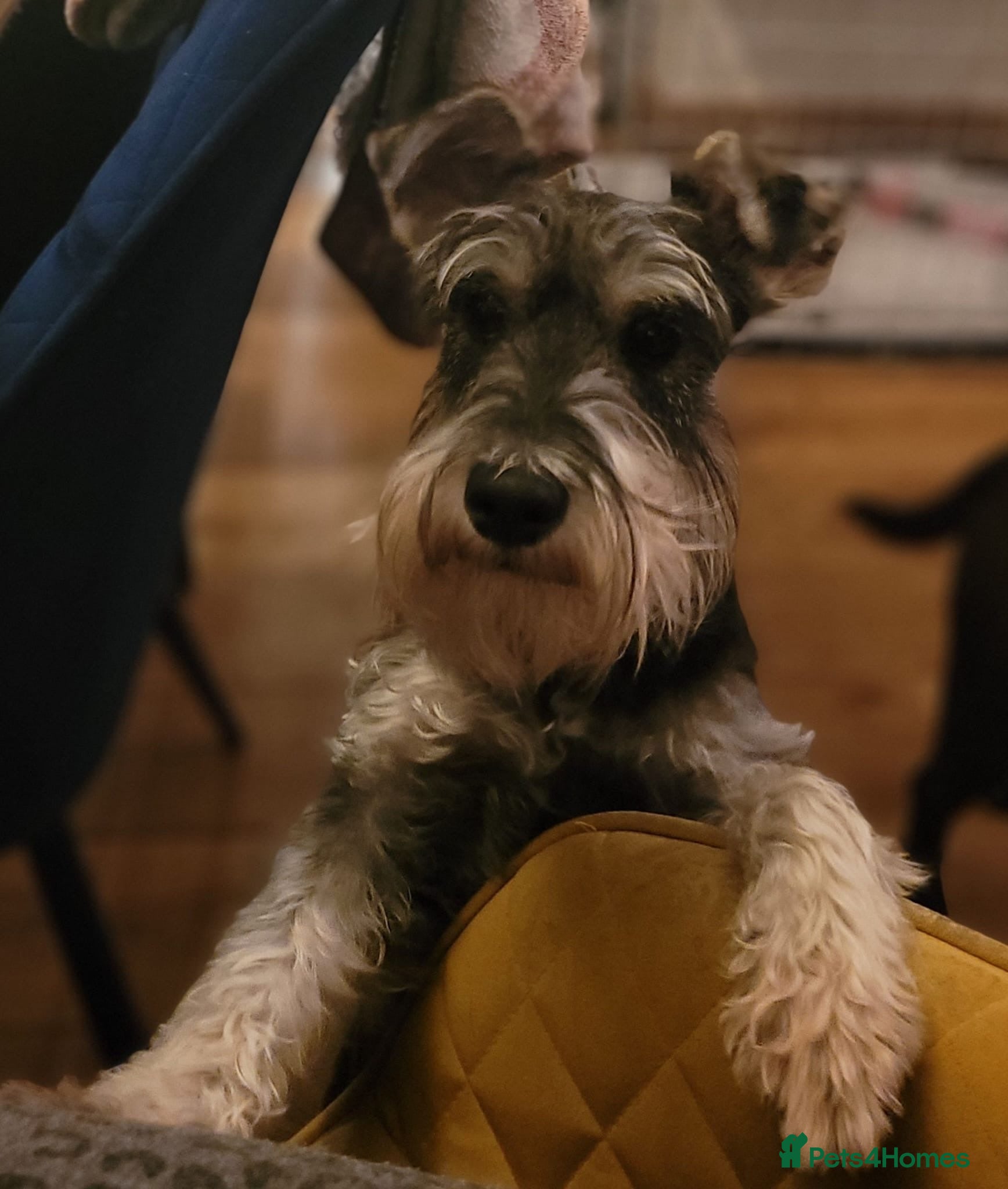 Mixed Breed dogs Beautiful mini schnauzer x malshi puppies(Mauzers) - Advert 2