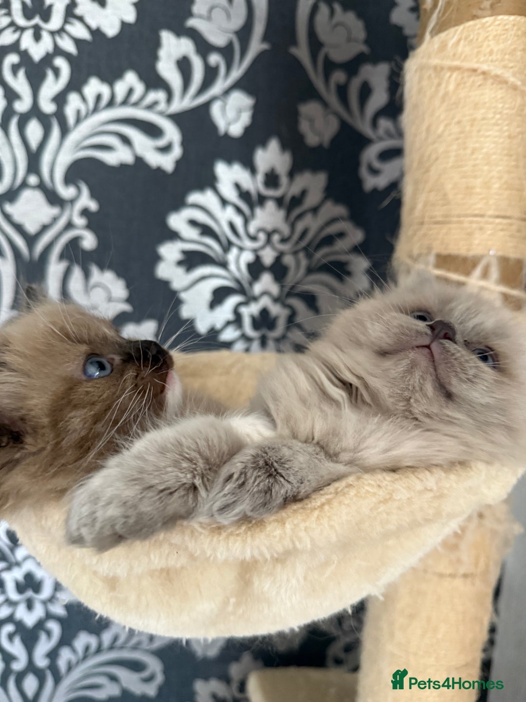 Ragdoll cats for sale: 2 Elegant Champion Bloodline Siblings  - Advert 13