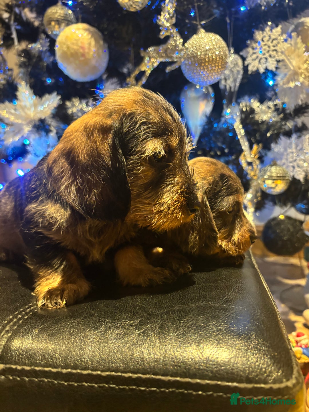Miniature Dachshund dogs for sale: Wire Haired Dachshunds  - Advert 10