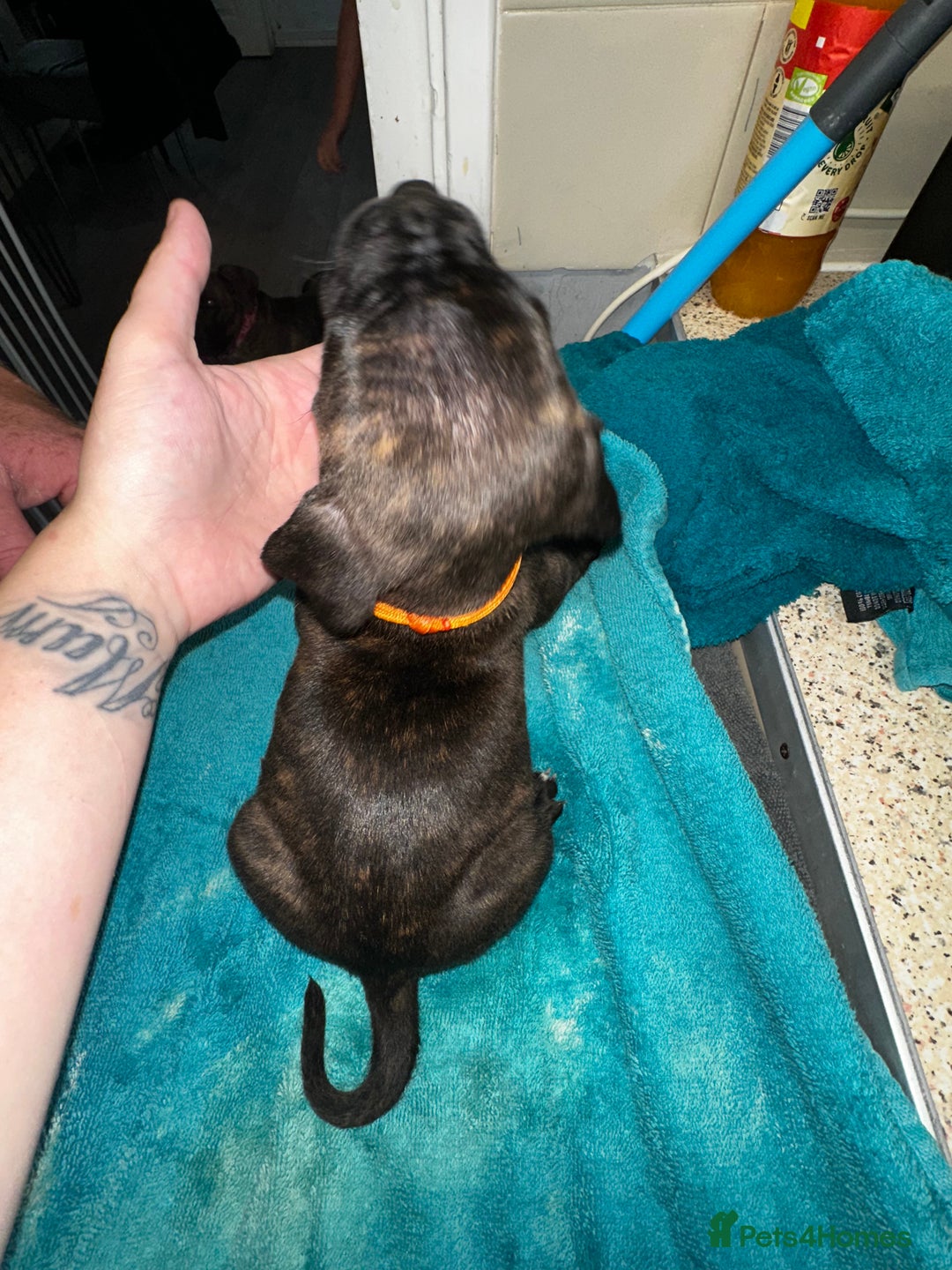 Mixed Breed dogs for sale: Cane corso X staff - Image 11
