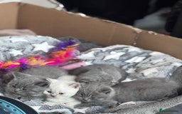 British Shorthair cats for sale: BRITISH SHORTHAIR PEDIGREE - FIRST LITTER - Image 21