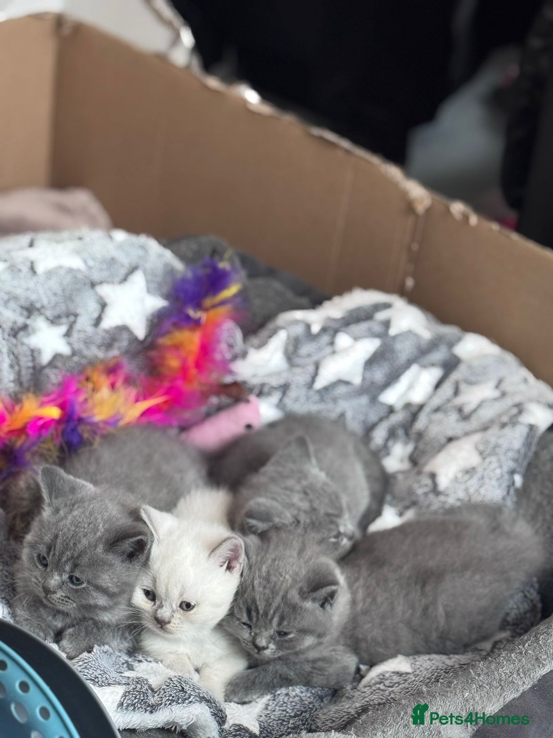 British Shorthair cats for sale: BRITISH SHORTHAIR PEDIGREE - FIRST LITTER - Image 21