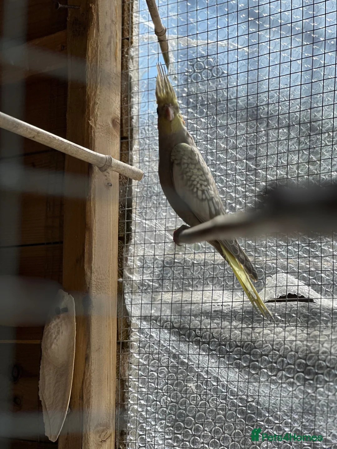 Cockatiels birds for sale: Baby Cockatiels in Manchester - Advert 2