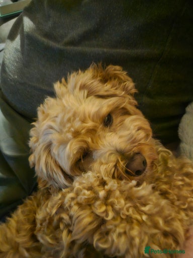 Gallery Image {{count}}