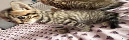 British Shorthair cats for sale: Adorable Kittens Looking for Loving Homes 🐾 - Advert 25