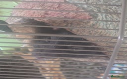 Rat rodents for sale: 2 Rats for rehoming - Image 7