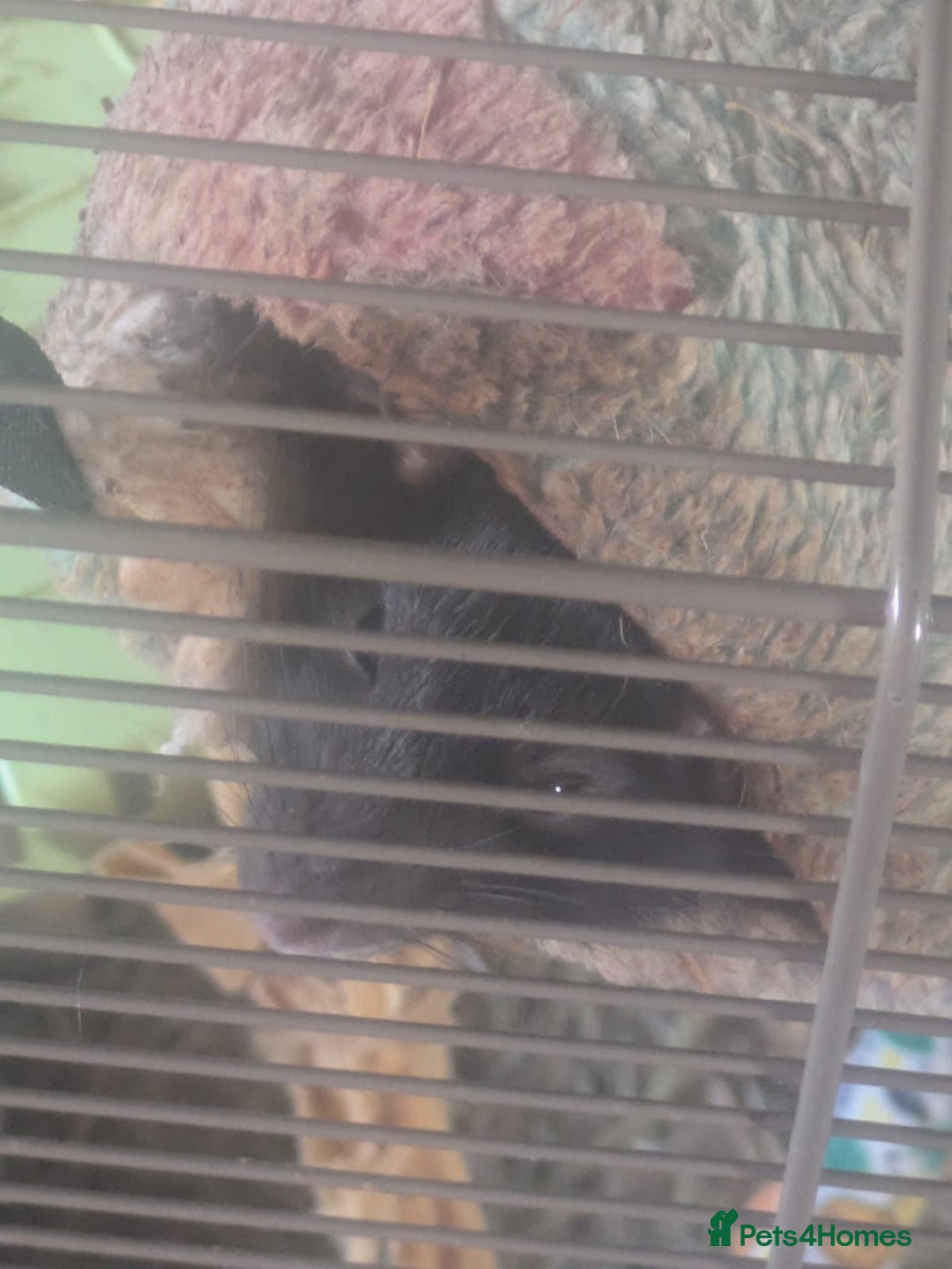 Rat rodents for sale: 2 Rats for rehoming - Image 7
