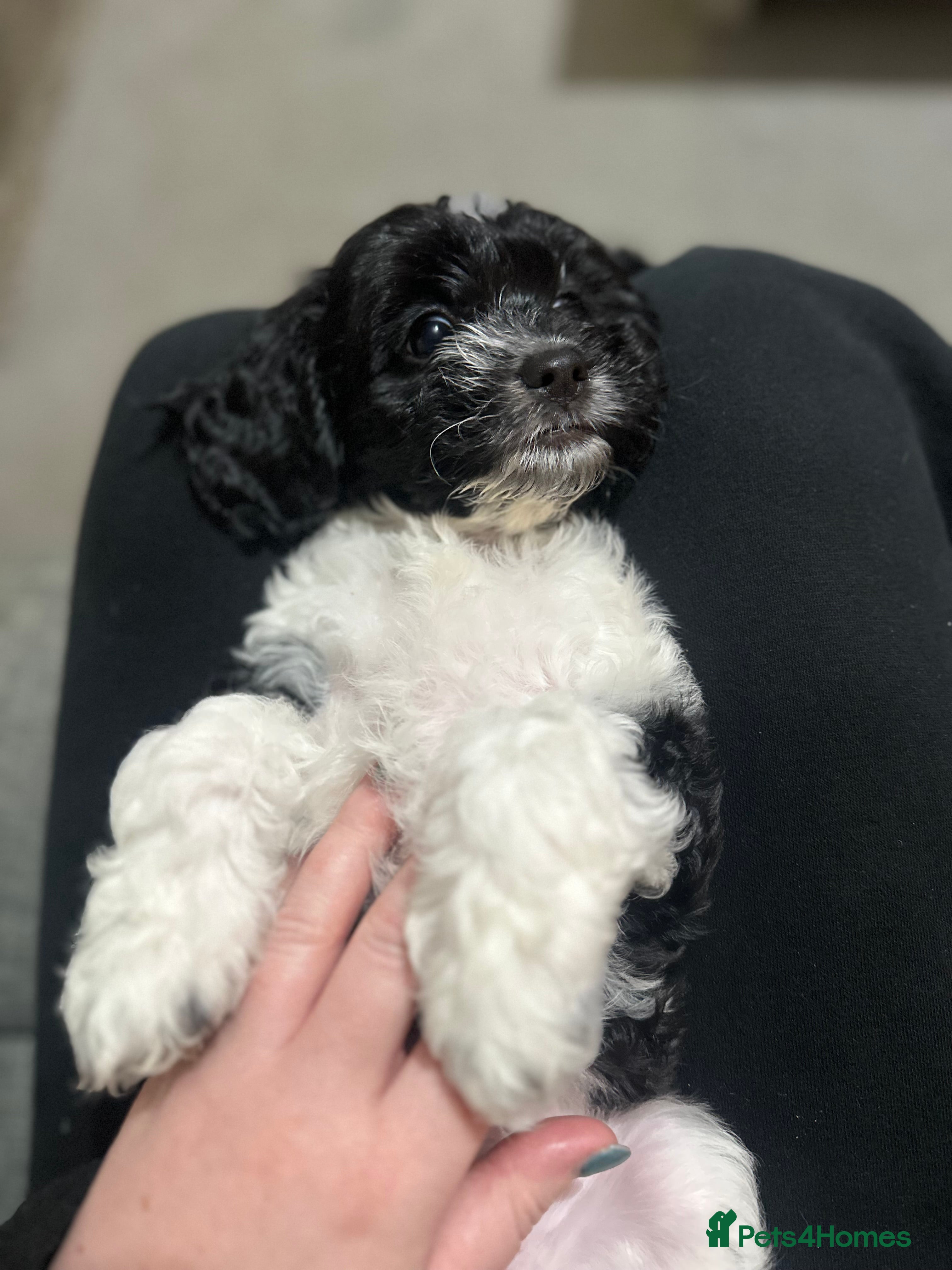 Mixed Breed dogs 1 LEFT - Cockapoo Cavapoo Puppies - READY TO GO - Advert 4