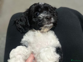 Mixed Breed dogs 1 LEFT - Cockapoo Cavapoo Puppies - READY TO GO - Advert 7