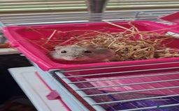 Hamster rodents for sale: Russian hamster with cage  - Image 1