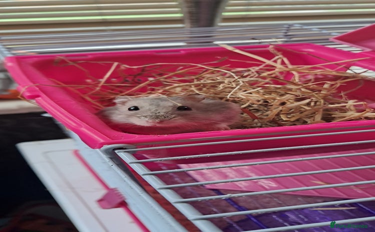 Hamster rodents - Advert 4
