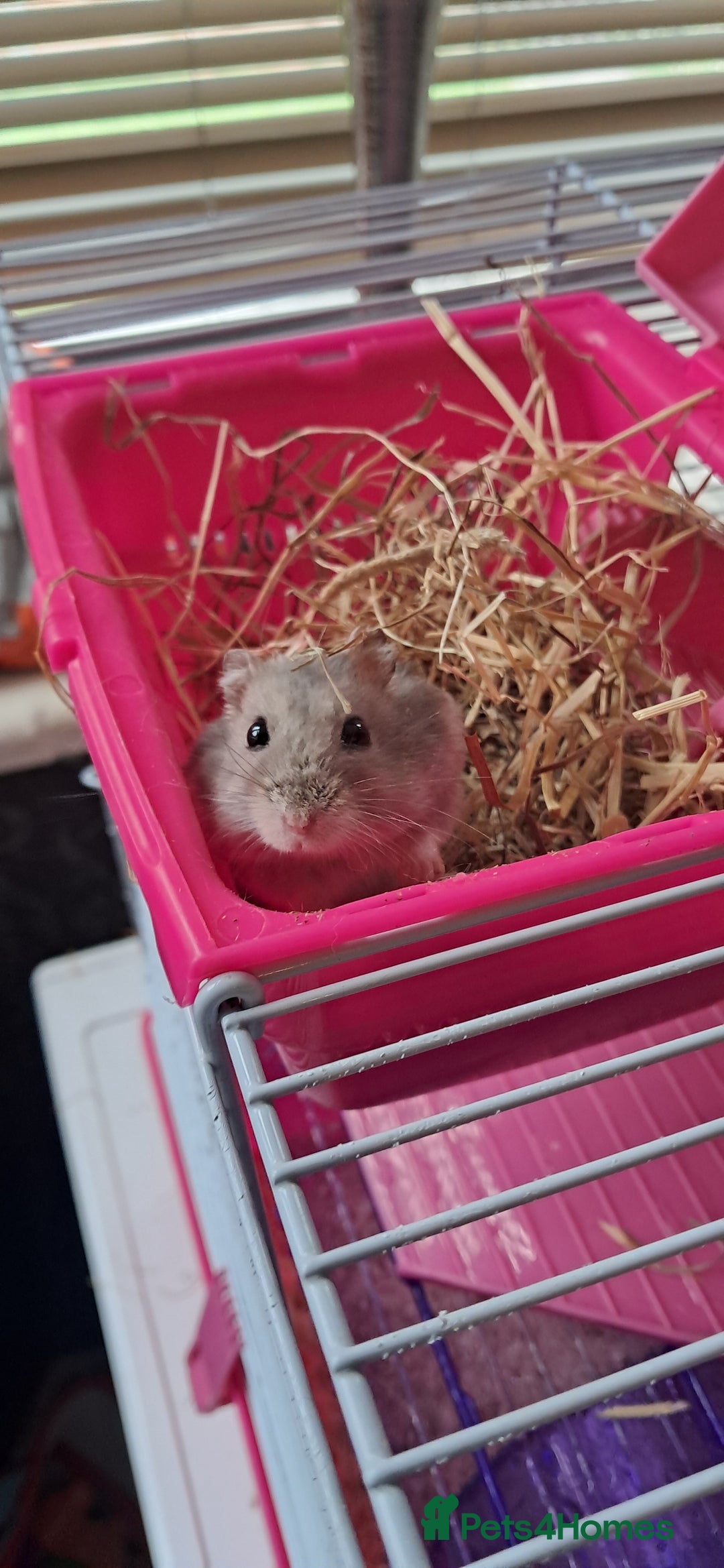 Hamster rodents for sale: Russian hamster with cage  - Image 1