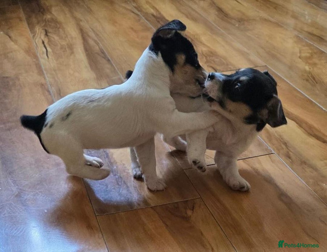 Jack Russell dogs for sale: Jack Russell Puppies - Image 5