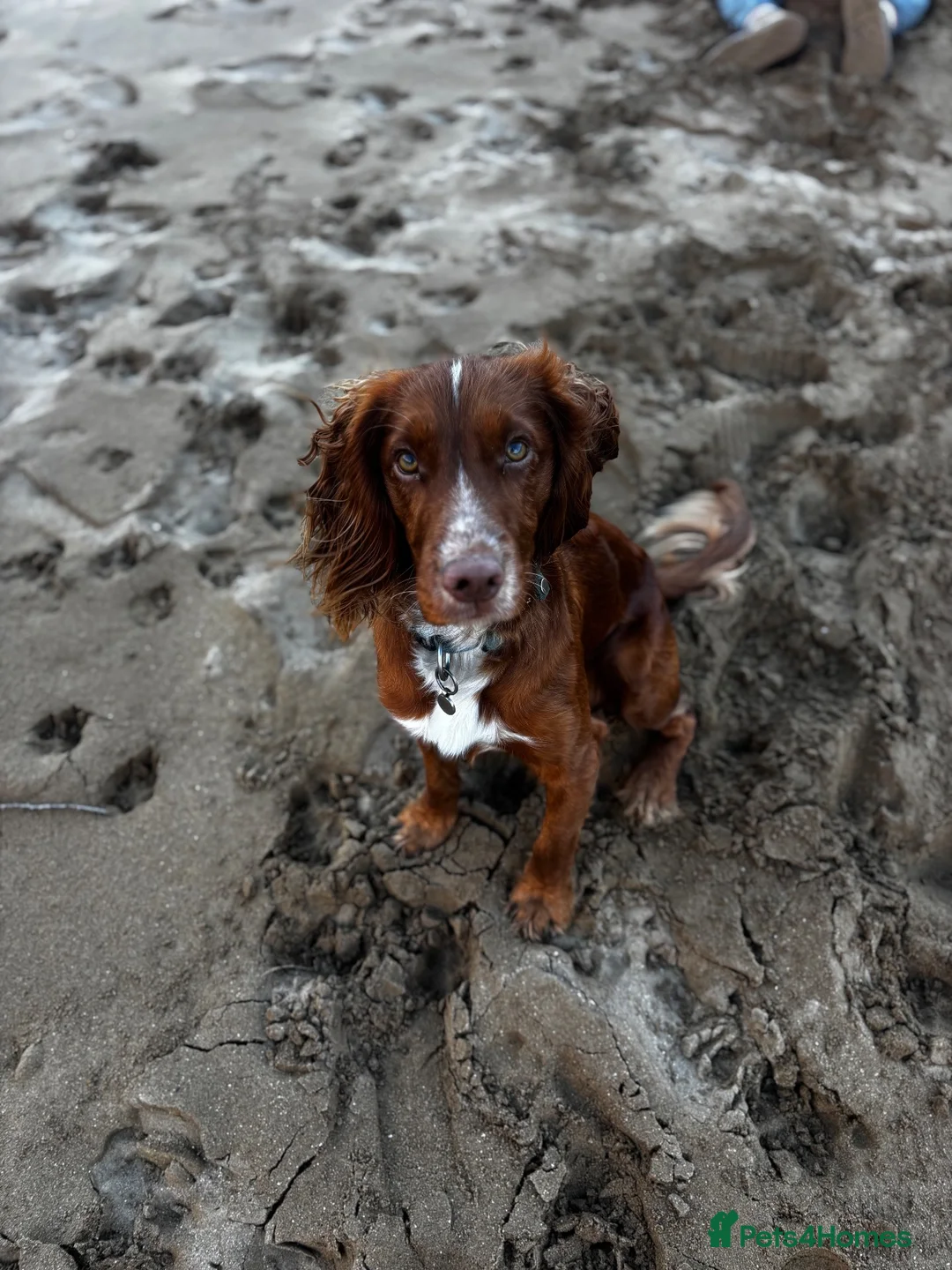 Cocker Spaniel dogs for stud: KC Working Cocker Spaniel - Advert 2