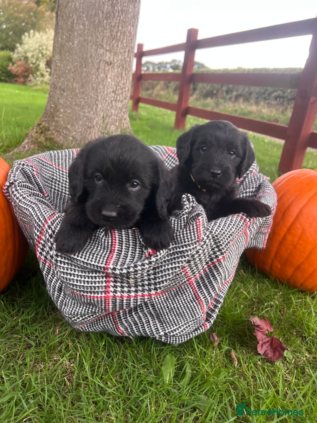 Labradoodle dogs for sale: 🌟 GOLD STANDARD – HIGH HEALTH STATUS LABRADOODLES - Image 9