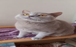 British Shorthair cats for sale: GCCF registered -Lilac British Shorthair Female - Image 6