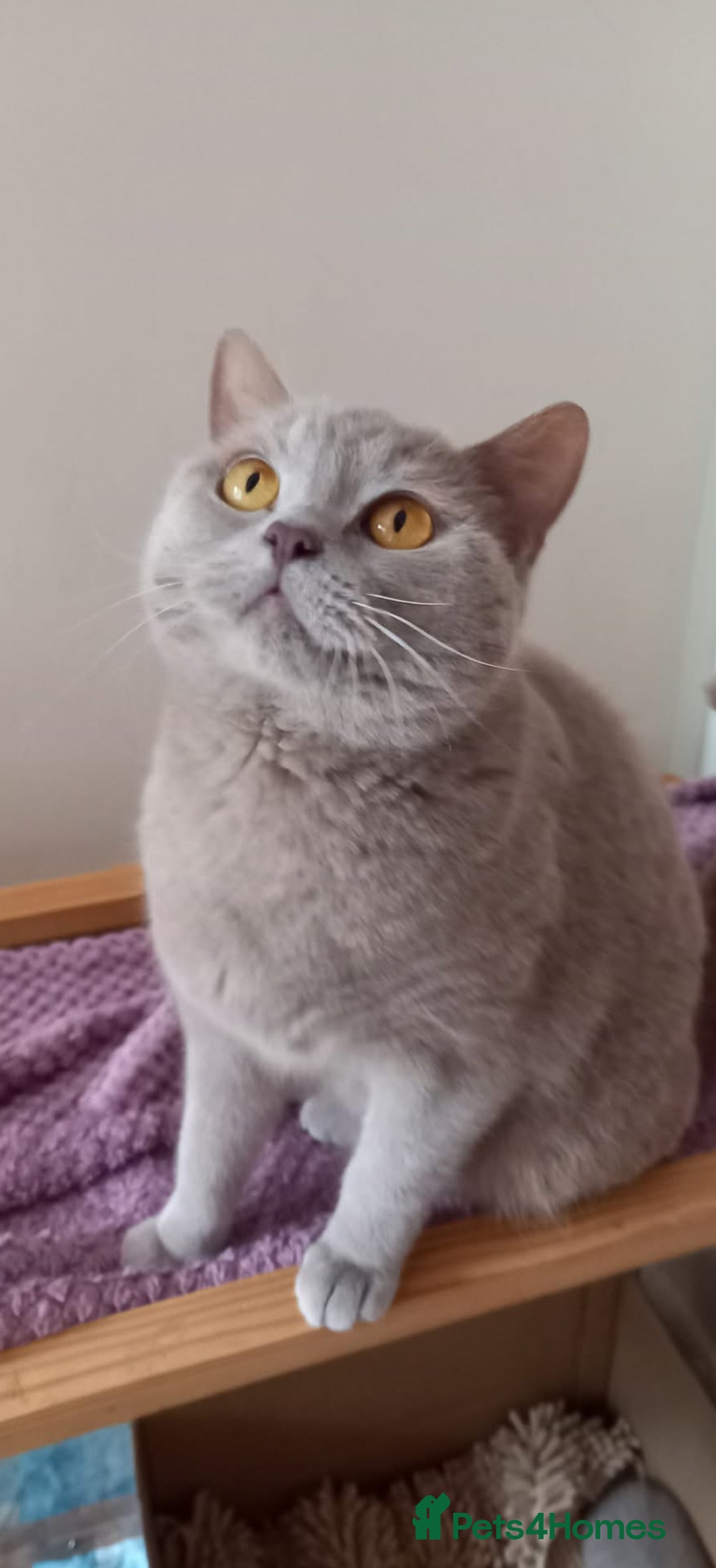 British Shorthair cats for sale: GCCF registered -Lilac British Shorthair Female - Image 6