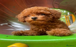 Toy Poodle dogs for sale: Poodle Toy Puppy calm, gentle, with full doc. - Image 3