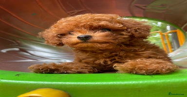 Toy Poodle dogs - Advert 13