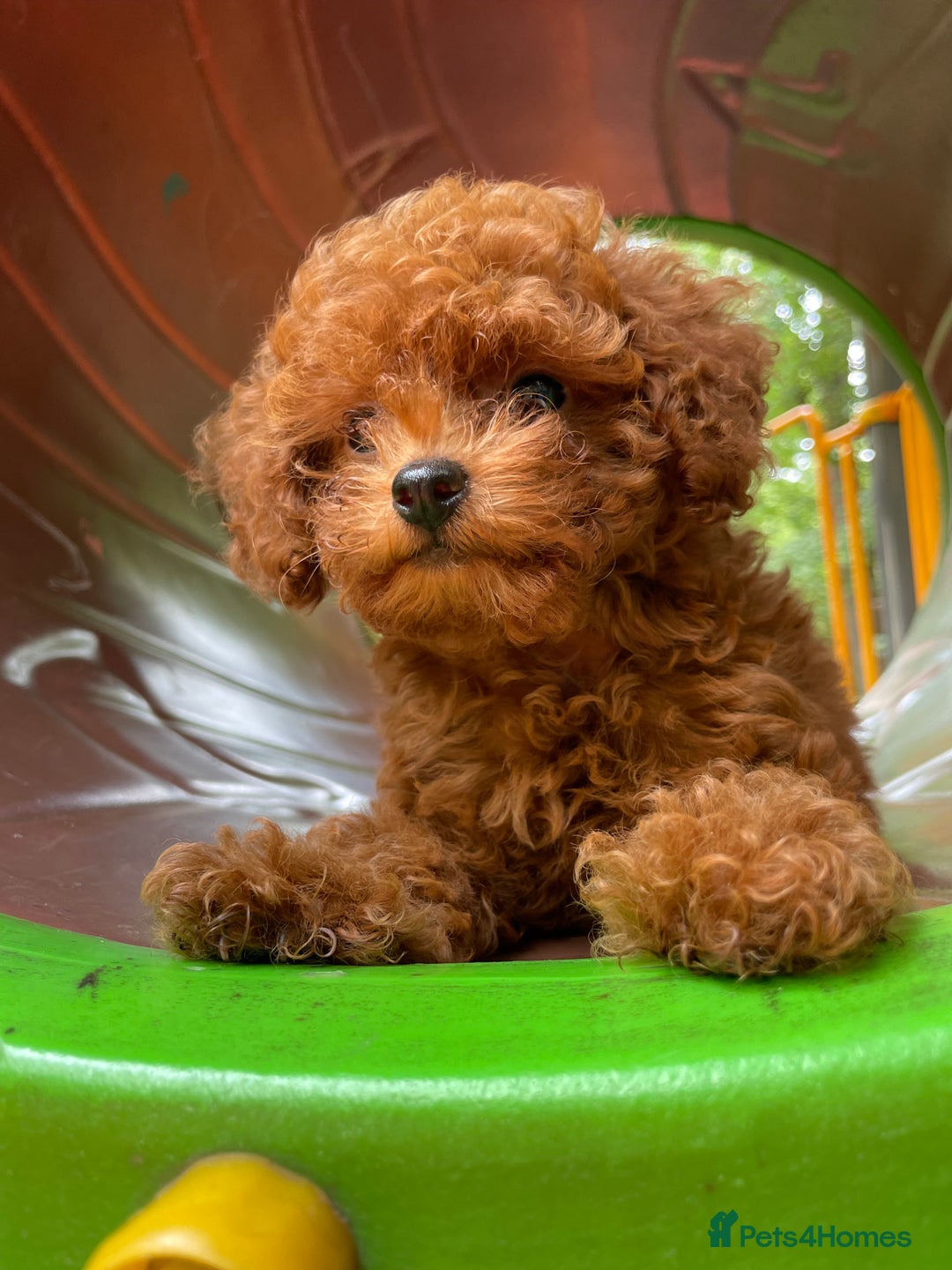 Toy Poodle dogs for sale: Poodle Toy Puppy calm, gentle, with full doc. - Image 3