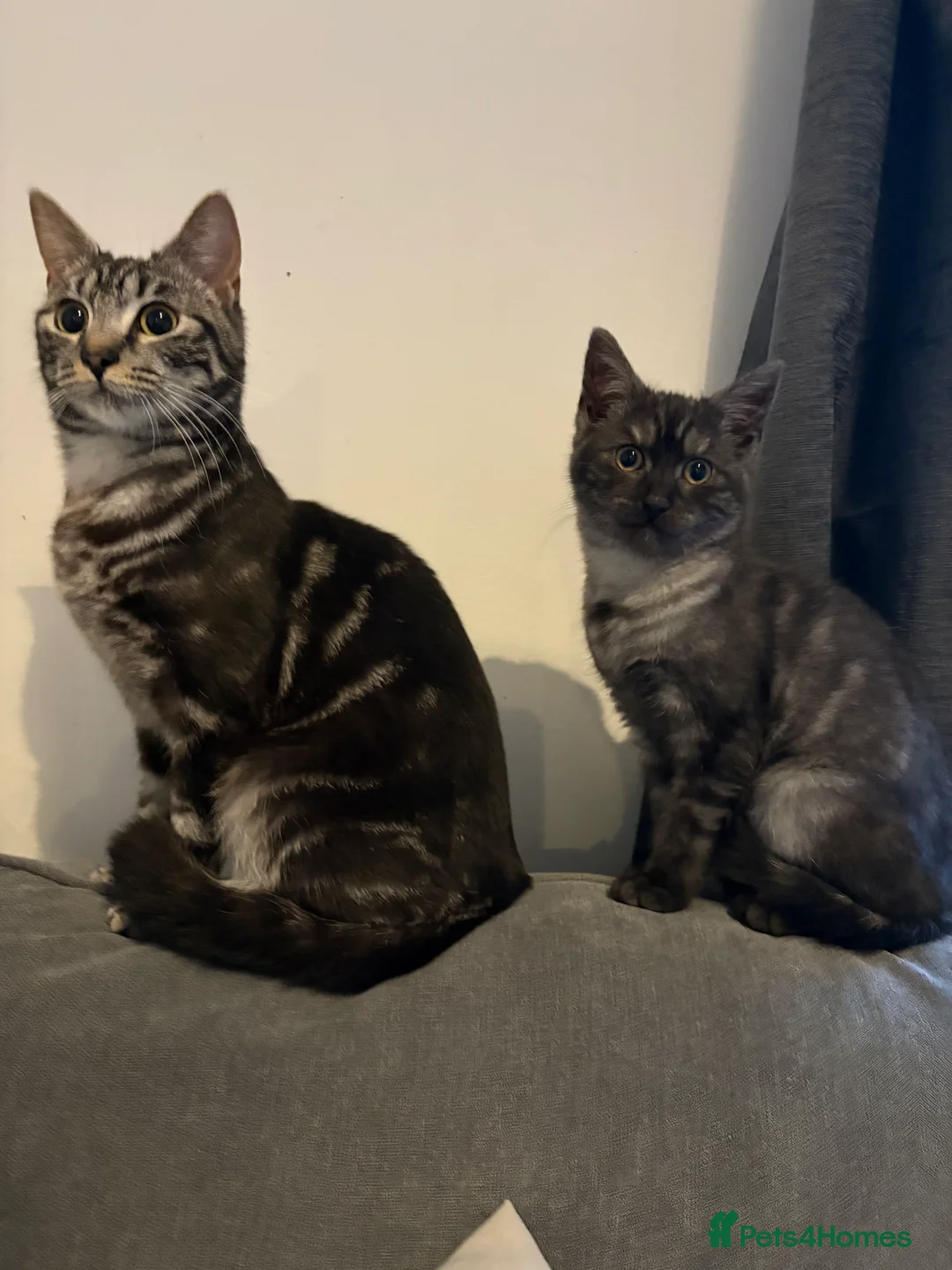 Domestic Shorthair cats for sale: Mum & Son  - Advert 6