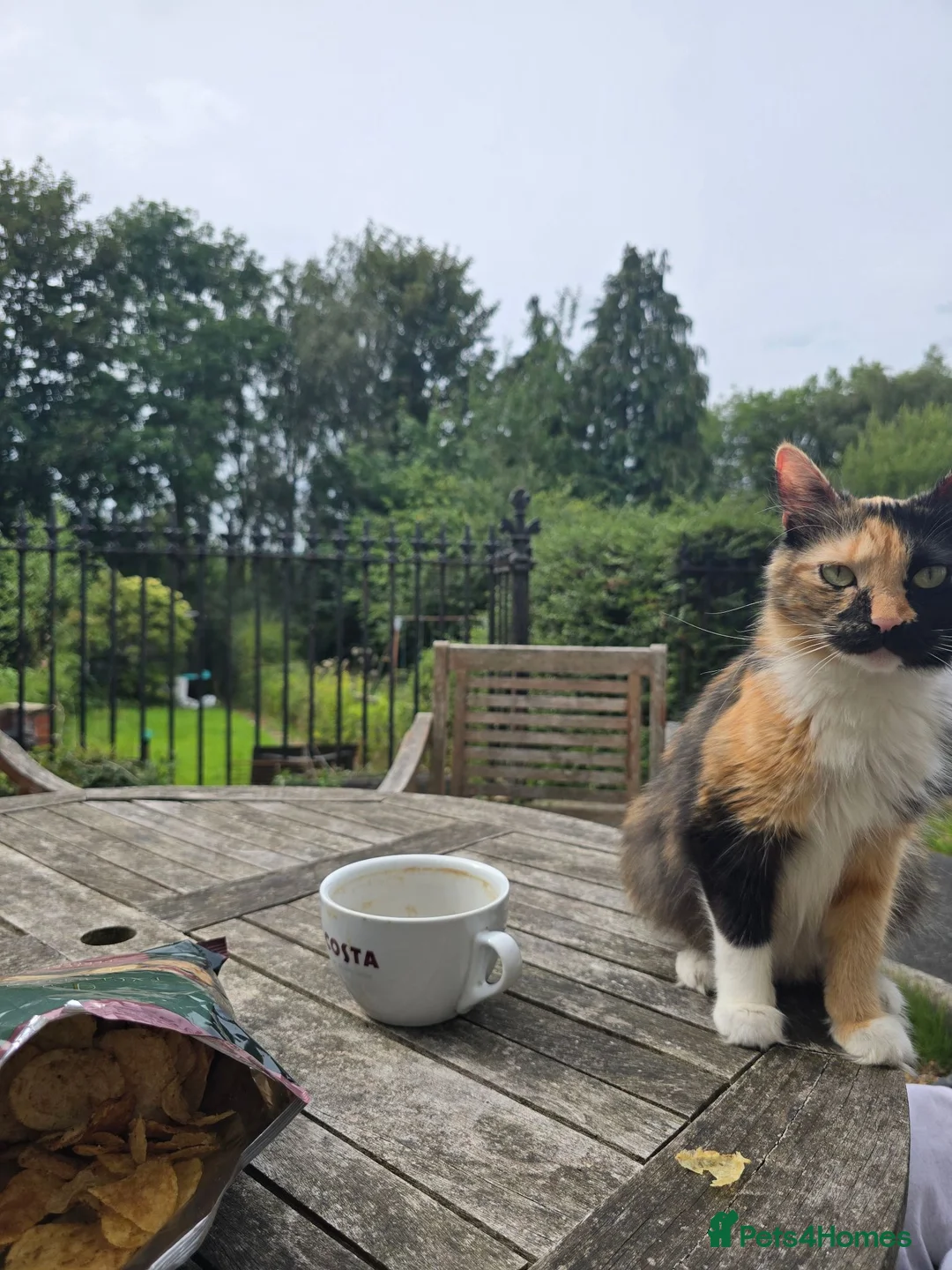 Mixed Breed cats for sale: 6 Mixed Ragdoll kittens  in Nelson - Advert 2