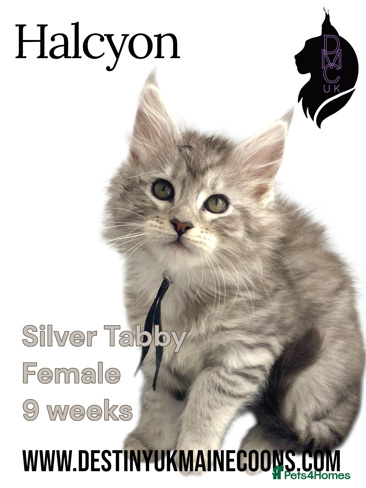 Maine Coon cats H - Litter Ready for Mid February - Advert 6