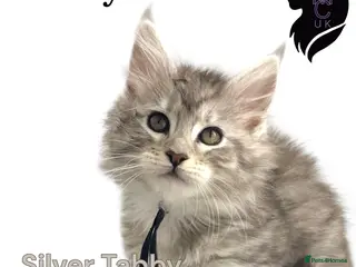 Maine Coon cats H - Litter Ready for Mid February - Advert 6