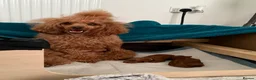 Miniature Poodle dogs for sale: Last Red Miniature Poodle  in Hinckley - Advert 12