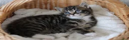 Mixed Breed cats for sale: Meet Our Beautiful Kittens! 🐾 - Advert 9