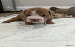 English Bulldog dogs for sale: English bulldog puppies  - Advert 6