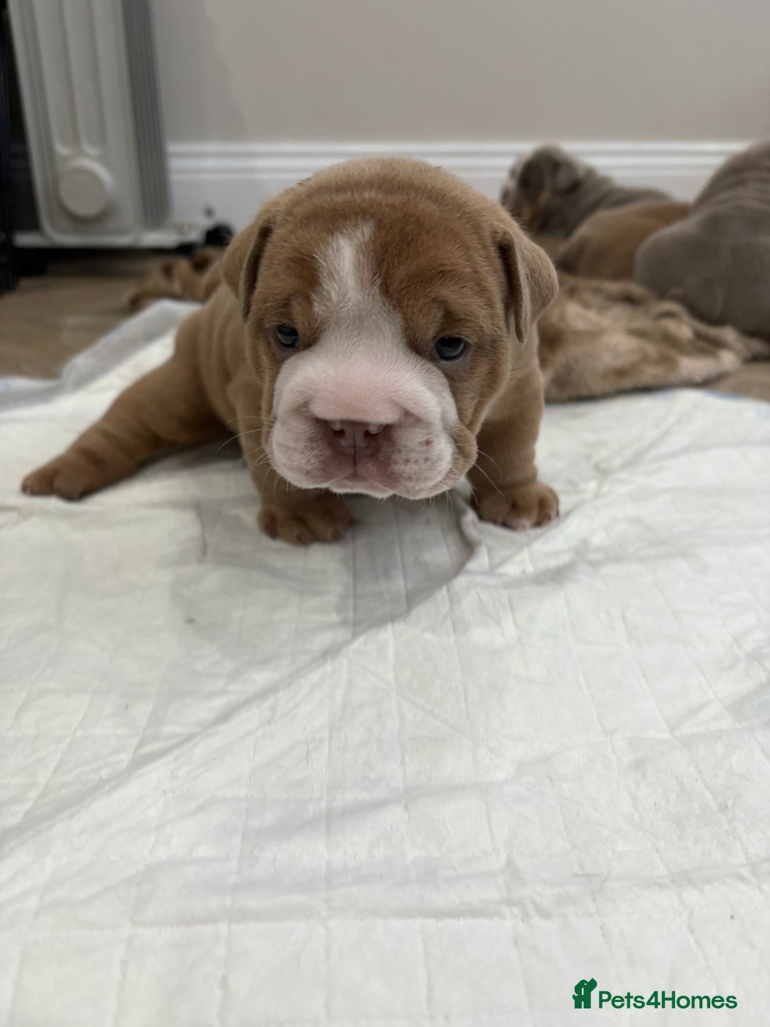 English Bulldog dogs for sale: English bulldog puppies  - Advert 6